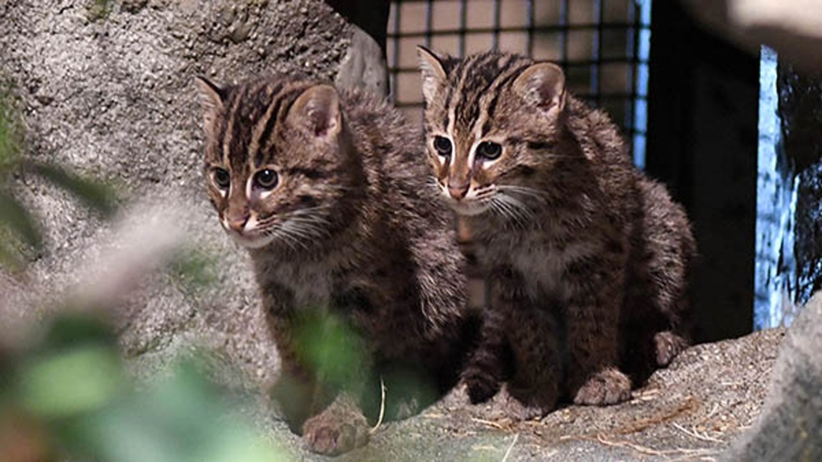 Brookfield Zoo fishing cat kittens make their public debut ABC7 Chicago